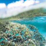 サンゴとソラスズメダイの群れ-シギラビーチ