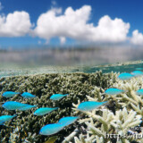 目の前を横切るソラスズメダイの群れ-シギラビーチ