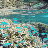 サンゴとソラスズメダイの群れ-シギラビーチ