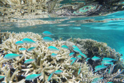 サンゴとソラスズメダイの群れ-シギラビーチ