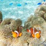 カクレクマノミのファミリー-シギラビーチ