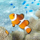 カクレクマノミとルリスズメダイ-シギラビーチ