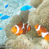 カクレクマノミとルリスズメダイ-シギラビーチ