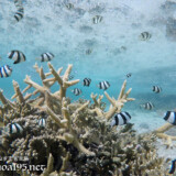 サンゴとミスジリュウキュウスズメダイ-シギラビーチ