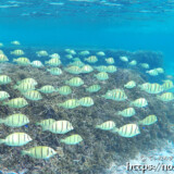 目の前を横切るシマハギの群れ-シギラビーチ