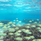 目の前を横切るシマハギの群れ-シギラビーチ