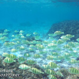 シマハギの大群-シギラビーチ