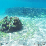 集合するシマハギ-シギラビーチ