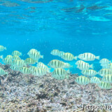 目の前を横切るシマハギの群れ-シギラビーチ