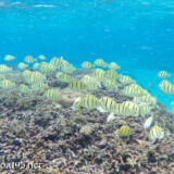目の前を横切るシマハギの群れ-シギラビーチ