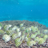 食事中のシマハギの群れ-シギラビーチ