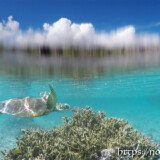 鳥のように羽ばたいて泳ぐウミガメ-シギラビーチ