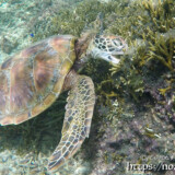 食事に夢中のウミガメ-シギラビーチ