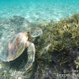 食事中のウミガメ-シギラビーチ