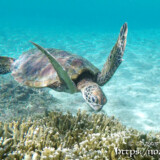 目の前を泳ぐウミガメ-シギラビーチ