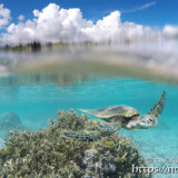 ウミガメと夏の雲-シギラビーチ