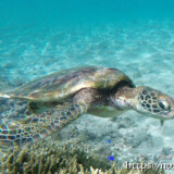 目の前を泳ぐウミガメ-シギラビーチ