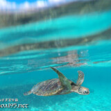 鳥のように羽ばたいて泳ぐウミガメ-シギラビーチ