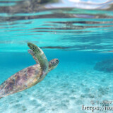 海面に向かって羽ばたくウミガメ-シギラビーチ