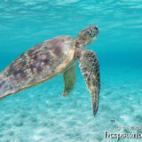 息継ぎのために浮上するウミガメ-