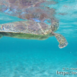海面に顔を出して息継ぎをするウミガメ-シギラビーチ