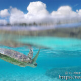 ウミガメと夏の雲-シギラビーチ