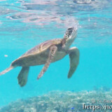 海面で息継ぎをするウミガメ-シギラビーチ