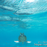 真っ逆さまに潜るウミガメ-シギラビーチ