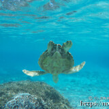 真っ逆さまに潜るウミガメ-シギラビーチ