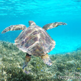 ゆっくりと浮上するウミガメ-シギラビーチ