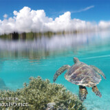 ウミガメと夏の雲-シギラビーチ