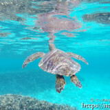 息継ぎで海面に顔をだすウミガメ-シギラビーチ