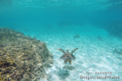 海底を泳ぐウミガメ-シギラビーチ