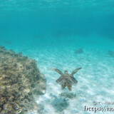 海底を泳ぐウミガメ-シギラビーチ