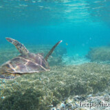 鳥のように羽ばたいて泳ぐウミガメ-シギラビーチ