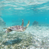 鳥のように羽ばたいて泳ぐウミガメ-シギラビーチ