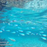 水面近くを漂うソラスズメダイ-シギラビーチ