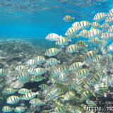 シマハギの大群-シギラビーチ