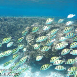 シマハギの大群-シギラビーチ