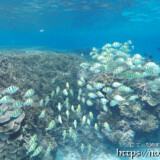 シマハギの大群-シギラビーチ