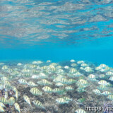 シマハギの大群-シギラビーチ