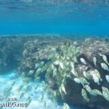 集合するシマハギ-シギラビーチ