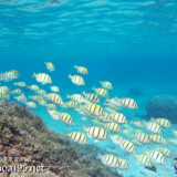 目の前を横切るシマハギの群れ-シギラビーチ