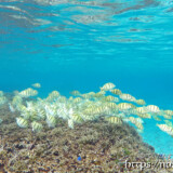 食事中のシマハギの群れ-シギラビーチ