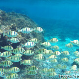 シマハギの群れ-シギラビーチ