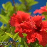 可憐なアカバナー（ハイビスカス）の花