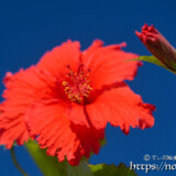可憐なアカバナー（ハイビスカス）の花