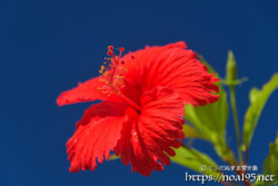 可憐なアカバナー（ハイビスカス）の花