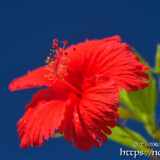 可憐なアカバナー（ハイビスカス）の花