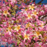 満開のトックリキワタの花